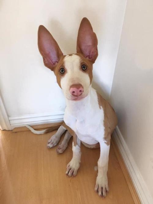 Porn photo awwcutepets: When do you think her ears will