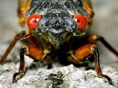 Cicada in Japan Cicadas’ songs are very different depending on the species. There are some 30 