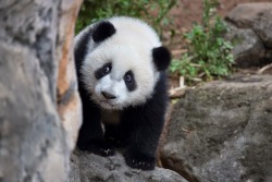 giantpandaphotos:  Mei Lun at Zoo Atlanta