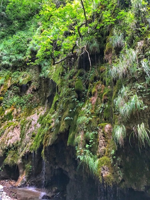 predictablytypical:Amalfi coat forest hike, mind blowing, tears.