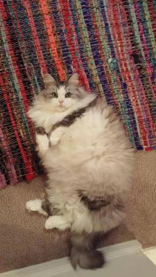 awwww-cute:  My Norwegian Forest Cat is almost as wide as he is long 