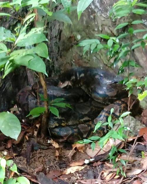 Wild Life#kingCobra #python (en Langkawi Island)