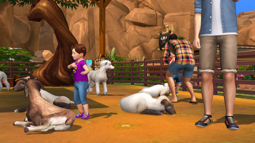 Petting ZooThe Shephard family visiting the petting zoo in Oasis Springs! The goat and sheep pe