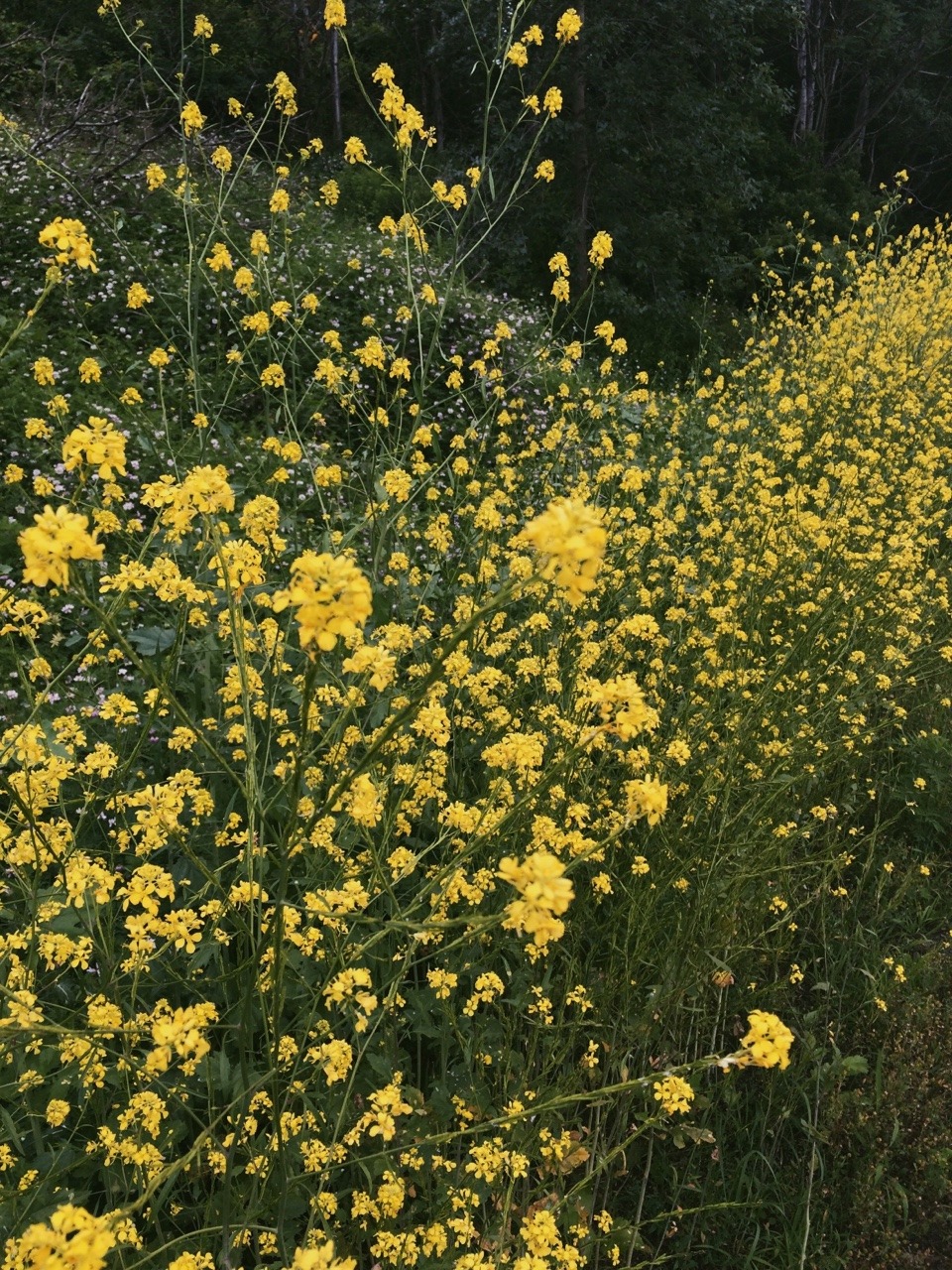 paintykid:  I got lost today but at least I got to take these pictures 