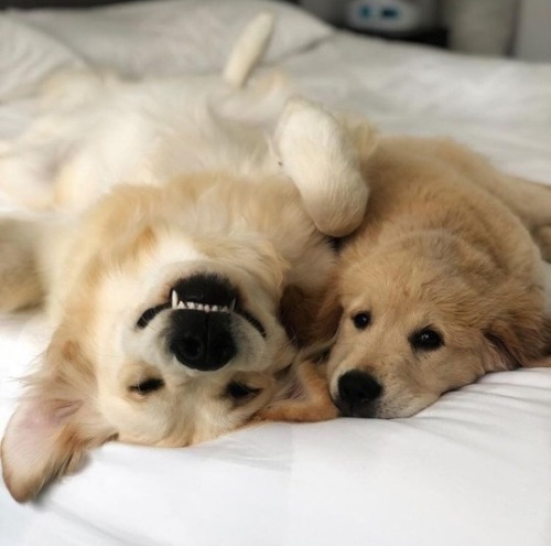 brattylilprincessangel: OMG puppy puppy cuddles