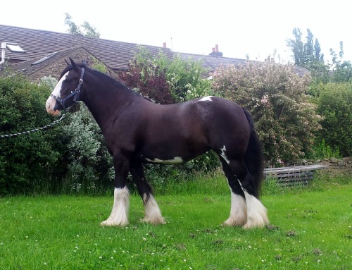 otteventer: browbands: aaaaaw baby Rosie this is my fave look how adorable she was as a foal eeeeeee