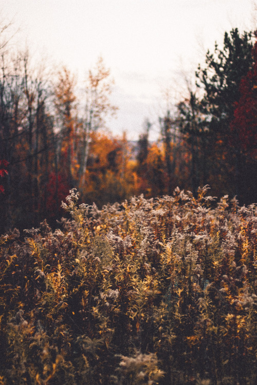 rabbitinthemeadow:There my heart lays sweetly in the velvet moor // Part 58