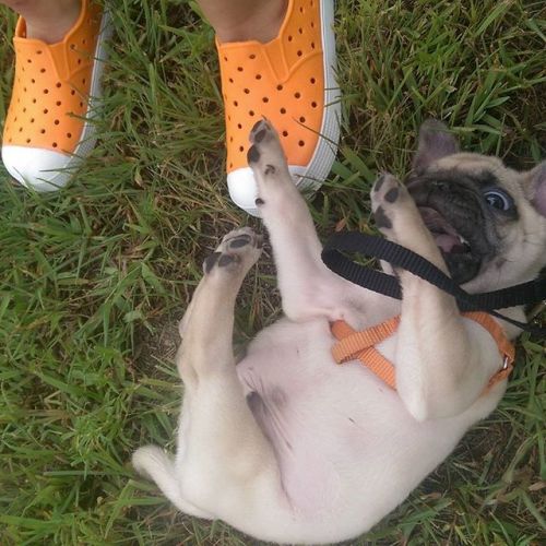 ihugpugs:  Dog Lover Shirts: http://bit.ly/1sIvs6I 