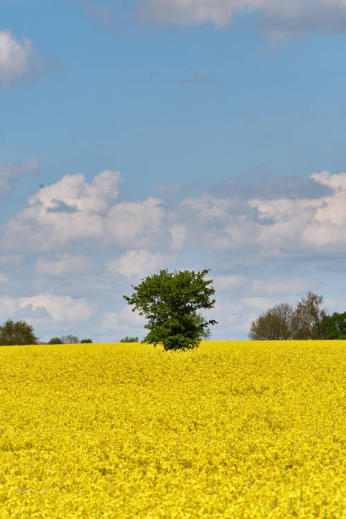 1) The rape blossom is coming to an end. Here are two quick series of pictures before it is over