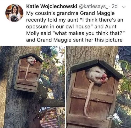 elodieunderglass: cipheramnesia: whitepeopletwitter: I think I see it it’s an opossum house no