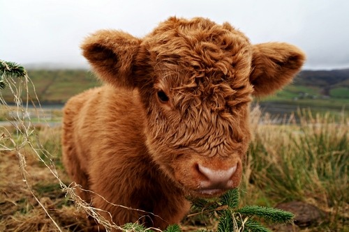 celadonlonghorn:  imayhavebeenborn:  which are cuter baby goats or baby cows  TRICK