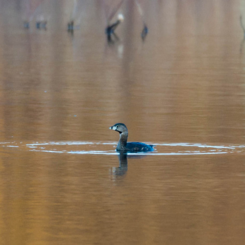 Pied-billed Grebe