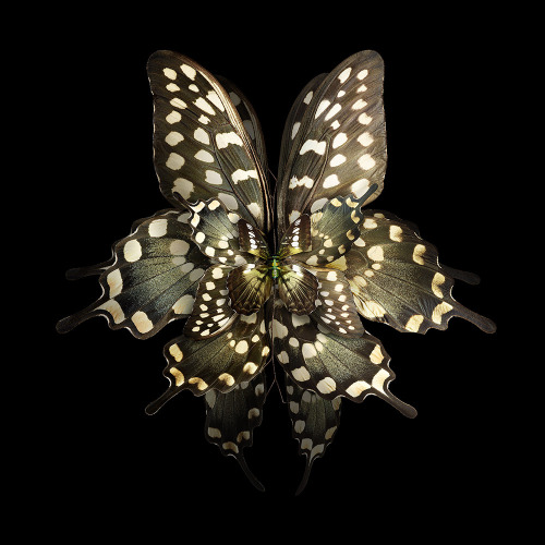 classicalbombshell: jedavu: Blooms of Insect Wings Created by Photographer Seb Janiak @asteria-of-ma