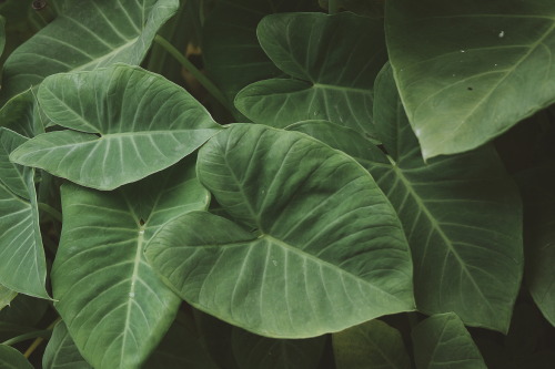 venus-garden: Alocasia odora