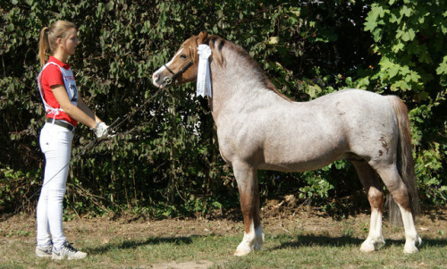 Leybuchts BrandinoH.S. Brandy x Cuppers MerleWelsh Pony Section A, Stallion11.3hhBorn 2003