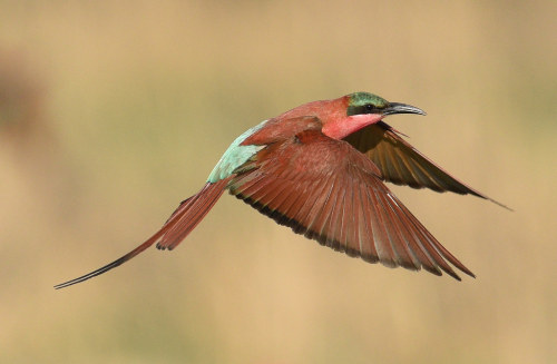 Southern Carmine Bee-eater (Merops nubicoides) © Ian White