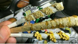 ravensrapping:  Twax joints with Kief and crumble!!