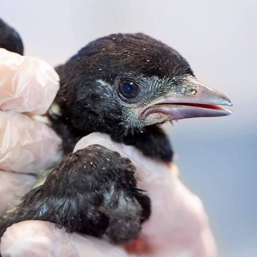 The baby corvids have started to arrive! This young magpie was pulled from its nest by a cat and, wh