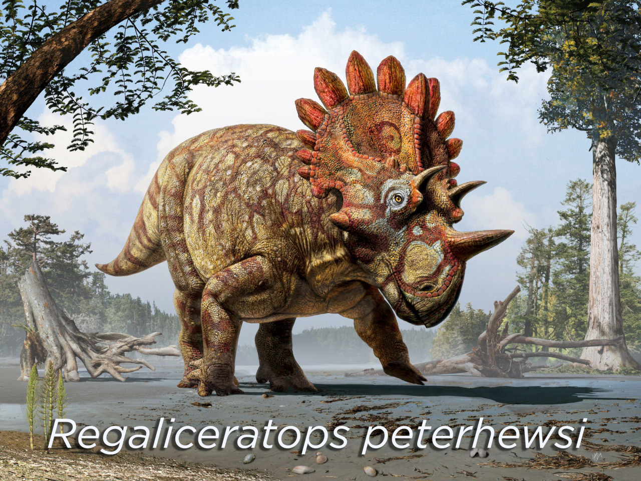 skunkbear:  NEW DINOSAUR ALERT!!!!!Nickname: “Hellboy”The bones of the new species,