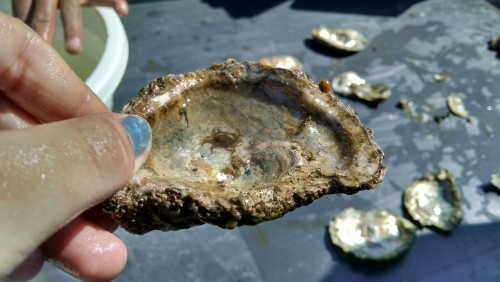 Some species of Mudcrab, collected near the mouth of the Patuxent River