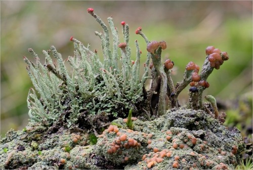 wapiti3: LICHENS vor dem Harz photos