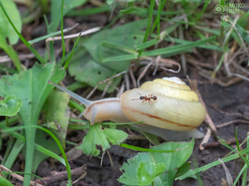 hdot-mokoriri: Snail taxiWhere do you want to go? ☘☘カタツムリタクシーどこへ行きたい？☘☘