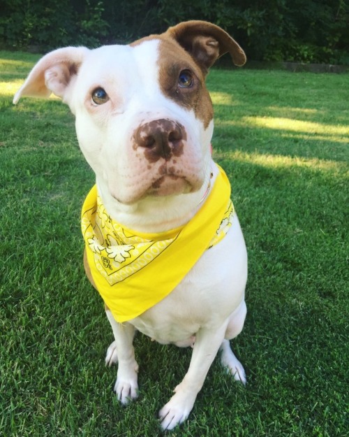 dog-rates:  This is Daisy. She’s a 4 year old rescue. In her free time she enjoys playing and being cute. 12/10 would love forever