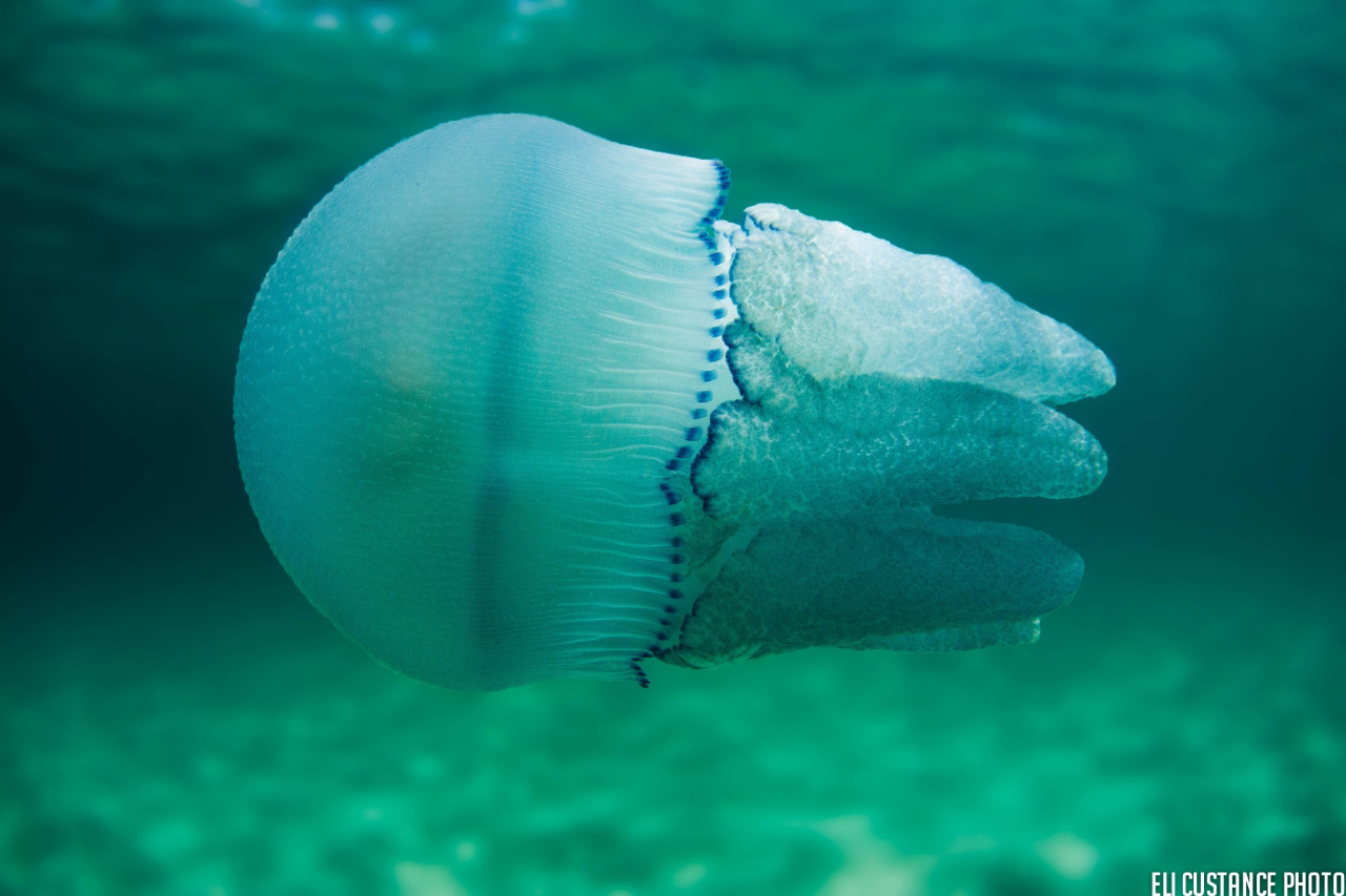 mooonjellies:    Eli Custance  