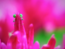 staceythinx:  O_O  Macro photography by