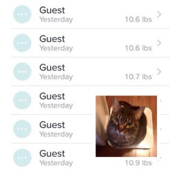 rainbow-ginger-butterfly:My cat has been weighing himself 20 times a day on the FitBit scale… and FitBit is dutifully logging it. - Imgur 