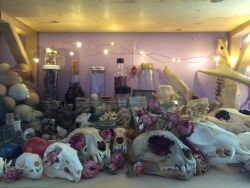 macabrity:  so I believe dried flowers are back on the collection shelf 