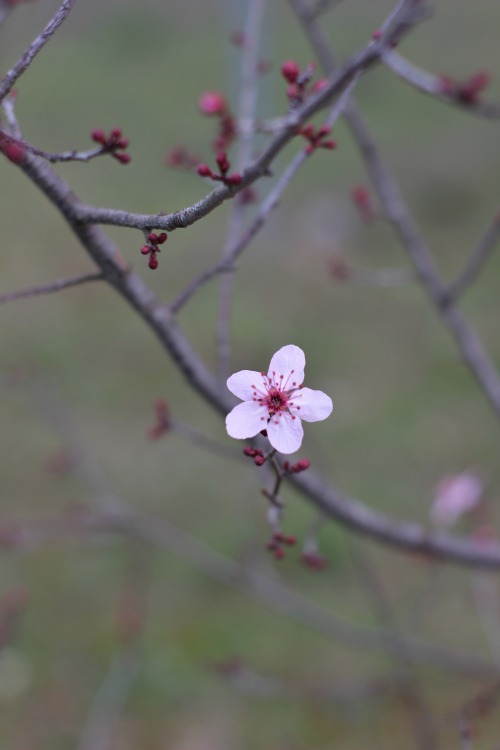 spring photography