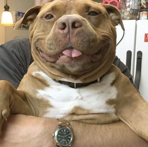 babyanimalgifs:  Smiling pitbulls, reblog if u agree