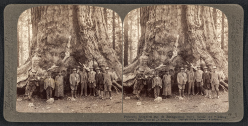 President Roosevelt visiting the Giant Redwoods of California, 1903.1. The President dressed Formall