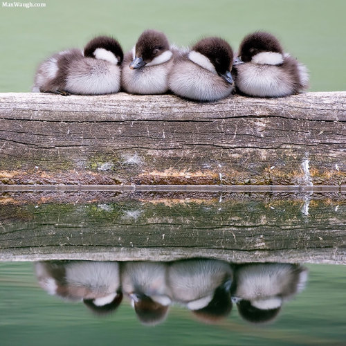 awesome-picz:  Pics Of Birds Cuddling Together For Warmth Will Melt Your Heart 