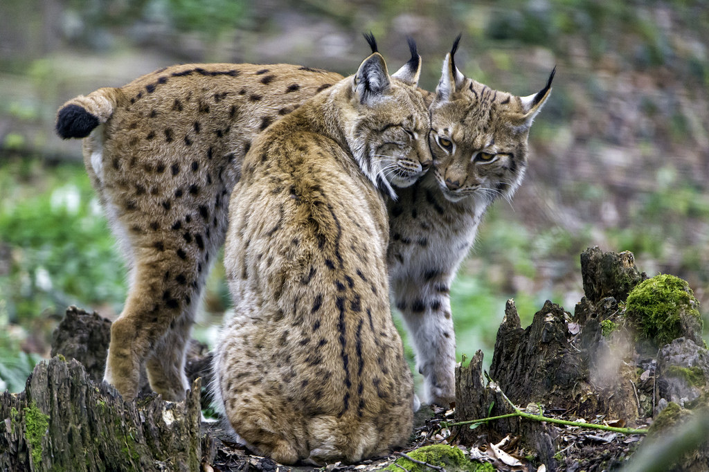 The two lynxes showing love II by Tambako the Jaguar Another cute scene of both lynxes together. I really like this picture. http://flic.kr/p/HKiHVE