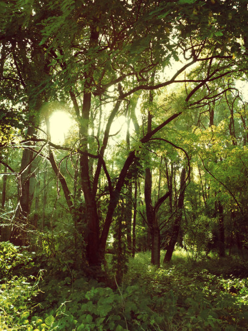 rasluka17: Magic Forest by *Ninelyn
