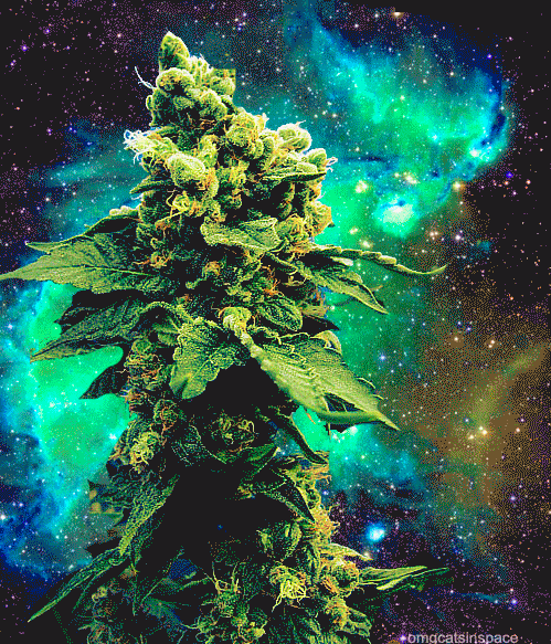 weed&lt;cats&lt;cats in space&lt;cats in space with weed.