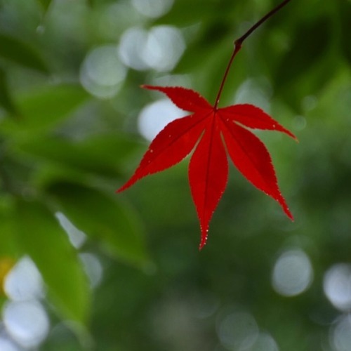 通りがかりにもみじが見えたから寄り道。雨上がりのもみじもいいものですね。 #紅葉 #もみじ #秋色 #雨上がり #散歩 #しっとり #つくば #茨城 #autumnleaves #coloredlea