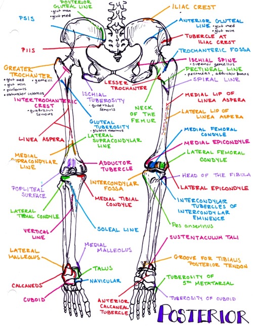 posterior bony landmarksdownload all of my anatomy study guides here!