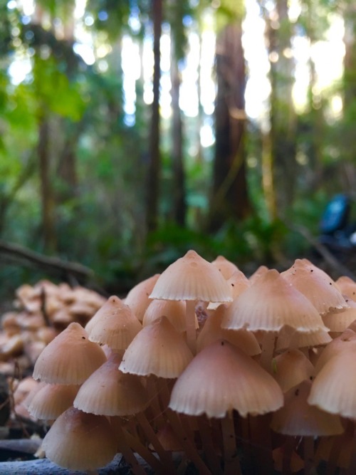 Forest fungi iPhone photography. A smart phone camera, with its tiny camera and ability to get close