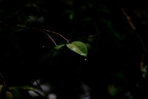 Jaboticaba tree leaves w/ water drops rainyday.Photo by Paulisson Miura, 2020.FACEBOOK // FLICKR // 