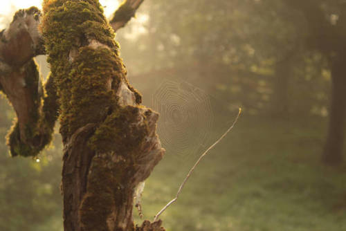 wanderingredleaves:MissValeriana