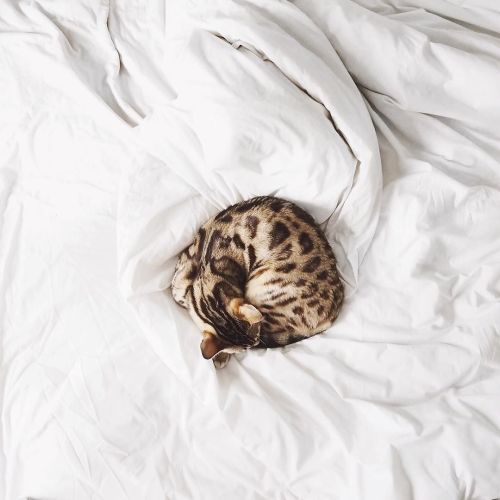 Currently missing this little bundle of fluff. @lumibengal by lydiaemillen