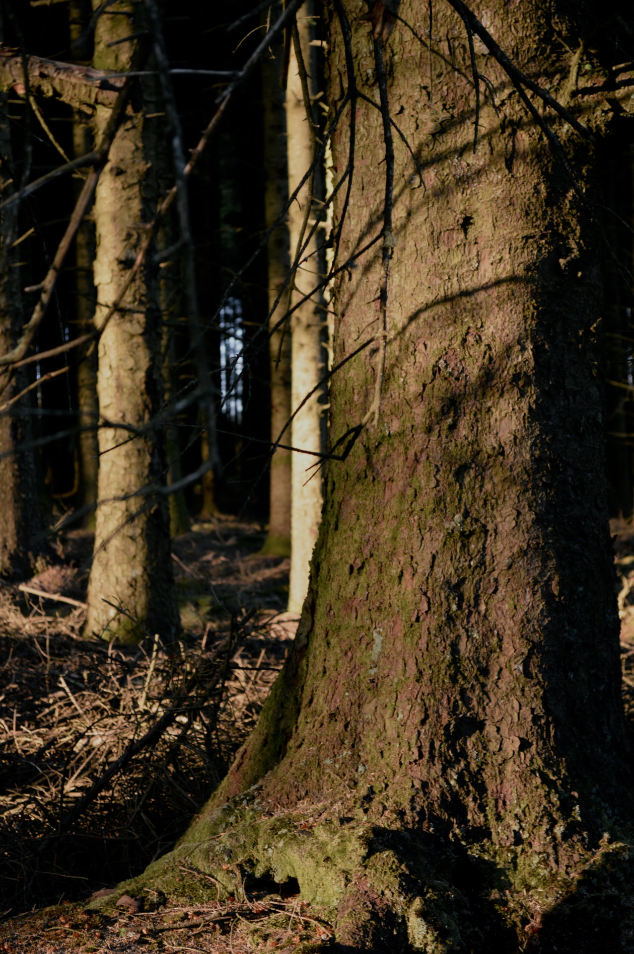j-h-a-photography:  evening stills by j-h-a-photography 
