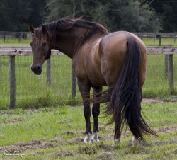 scarlettjane22:    Bay Andalusian Stallion  by