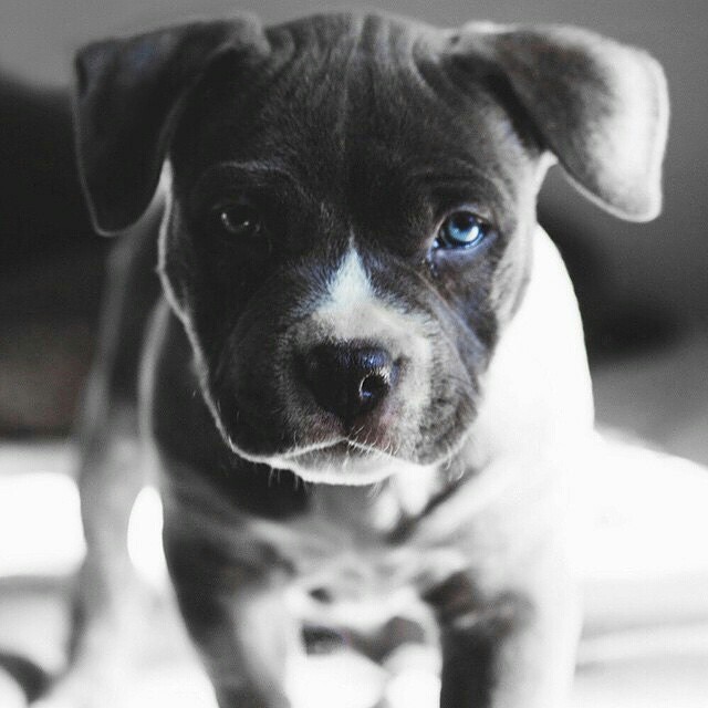 rollcallactionwmaxey:  #Repost gentspointTag a pet lover👇 🎩 Follow @the_millennialmovement