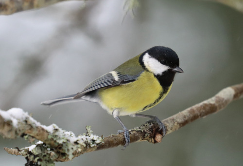 Great tit/talgoxe.