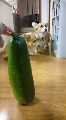 awwww-cute:  Harvested this giant Zucchini, Frightened Corgi’s for scale (Source: http://ift.tt/1IgmCEy)