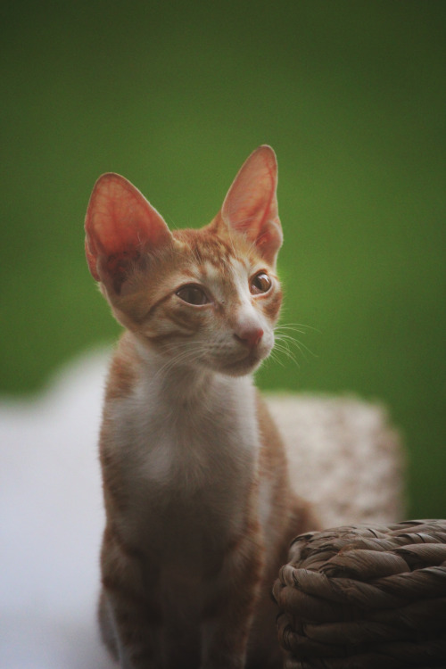 thespinytailedlizard: Stray Kitties! So… Stray Kitty decided to introduce us to her family&he